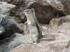 Chipmunk.JPG (106388 bytes)