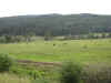 bucolic.JPG (72056 bytes)