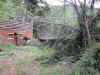 tree6.JPG (148828 bytes)