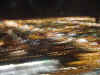 vegblur.JPG (32539 bytes)